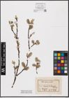 Foto von Salix aurita L. x Salix caprea L.